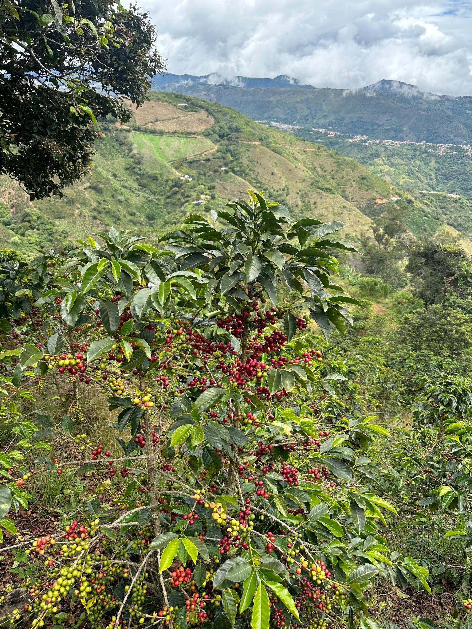 Colombia – La Estrella Farm Washed Geisha (Lot 3) – ORRA Coffee